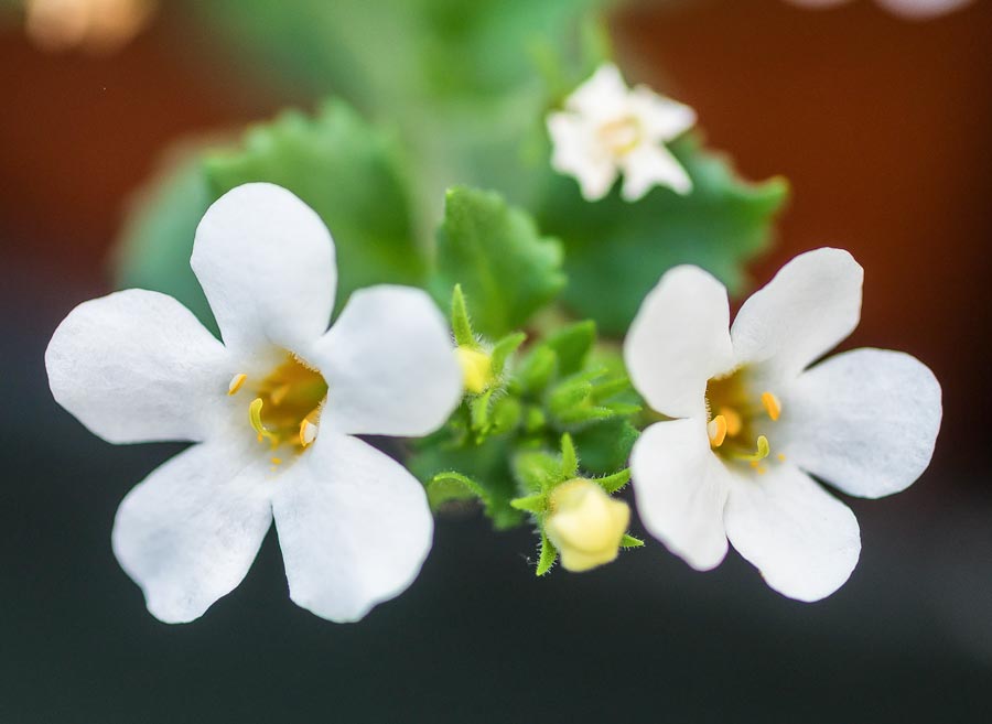 Image of flowers of the bacopa plant